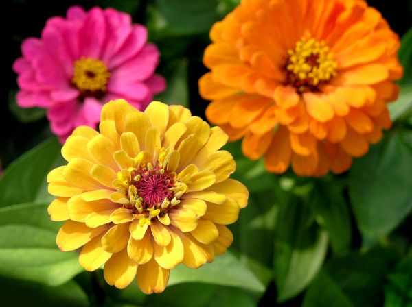 Zinnia Planting in Vancouver