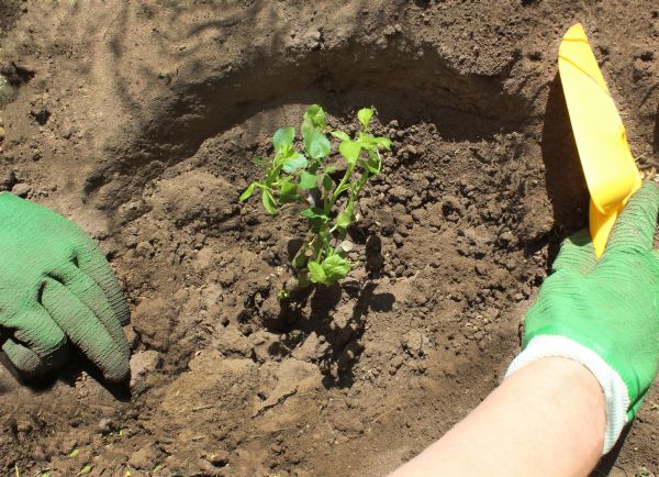 Rose Bush Planting in Vancouver
