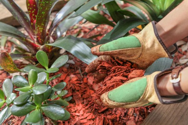 Residential Mulching in Vancouver