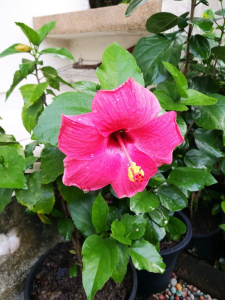 Hibiscus Planting in Vancouver