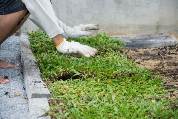 Ground Cover Planting in Vancouver