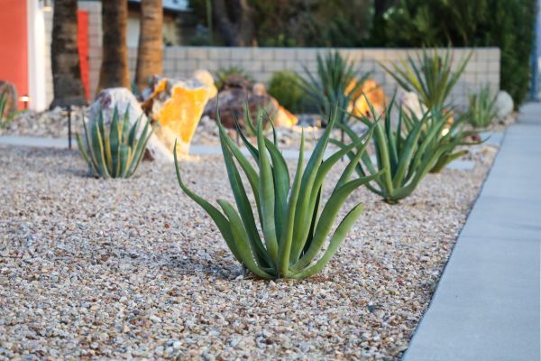 Drought Resistant Landscaping in Vancouver