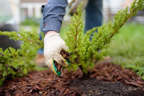 Church Mulching in Vancouver