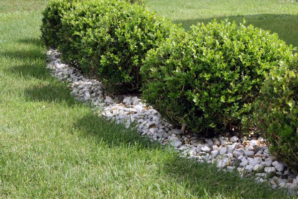 Boxwood Planting in Vancouver