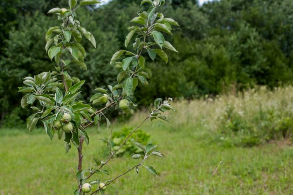 Apple Tree Planting in Vancouver