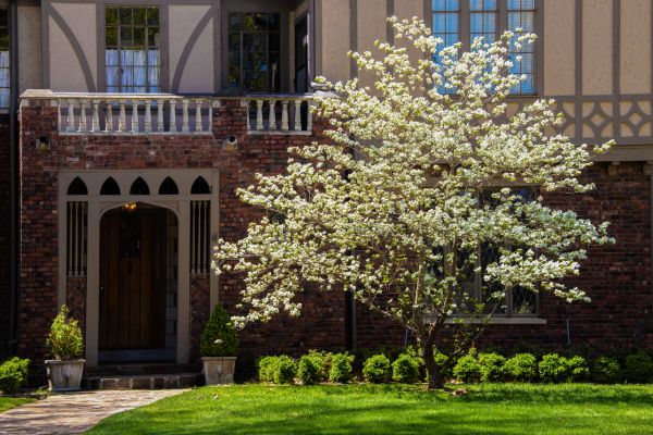 Dogwood Tree Planting in Vancouver