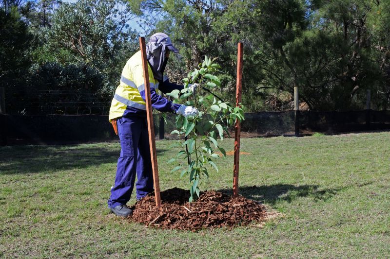 Oak Tree Planting